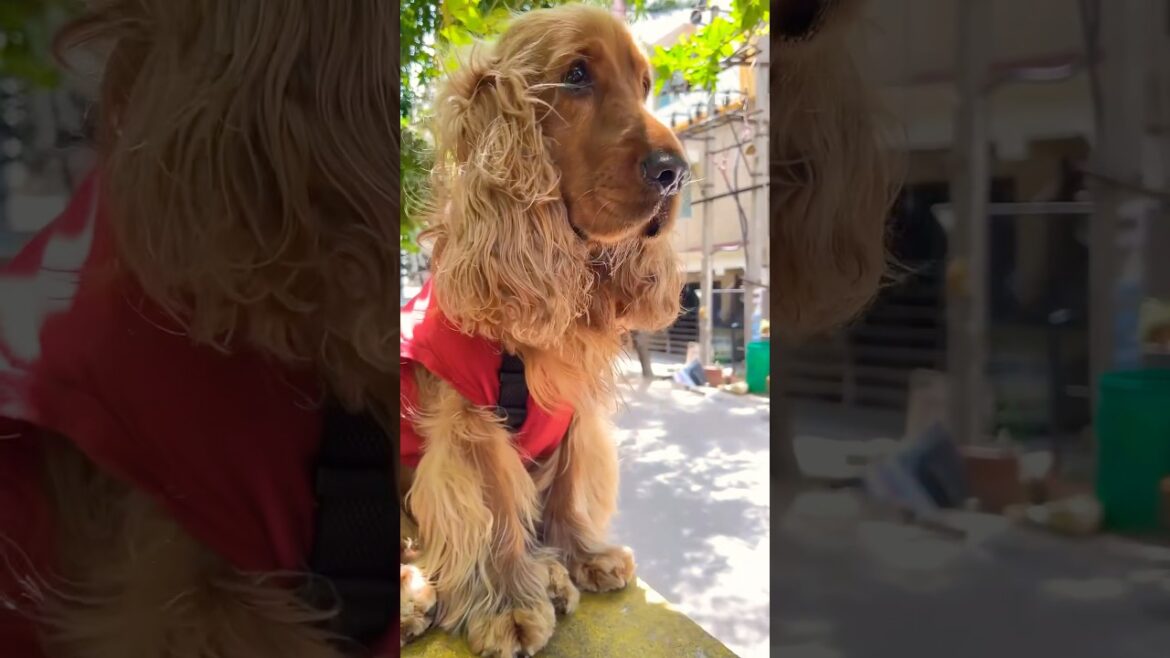 Feel the air💝#shorts #dog #cockerspaniel Feel the air💝#shorts #dog #cockerspaniel