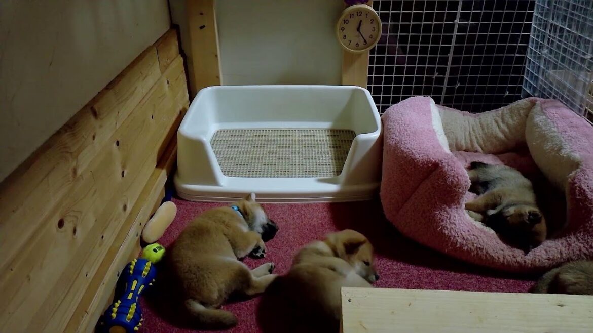 柴犬なつ！子育て生配信【生後41日】長女以外は皆ファンサ台に登れている！？