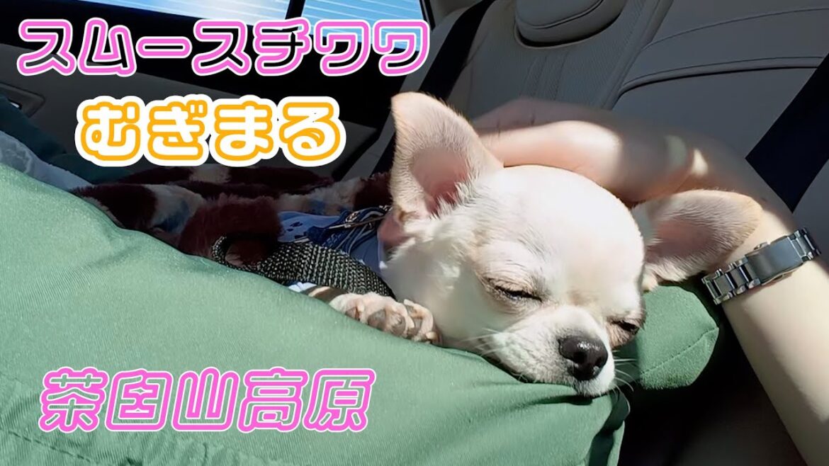 【スムースコート チワワ】Newドライブシートでお出かけ（#7）