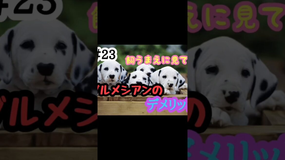＃23飼うまえに見て‼️ダルメシアンのデメリット