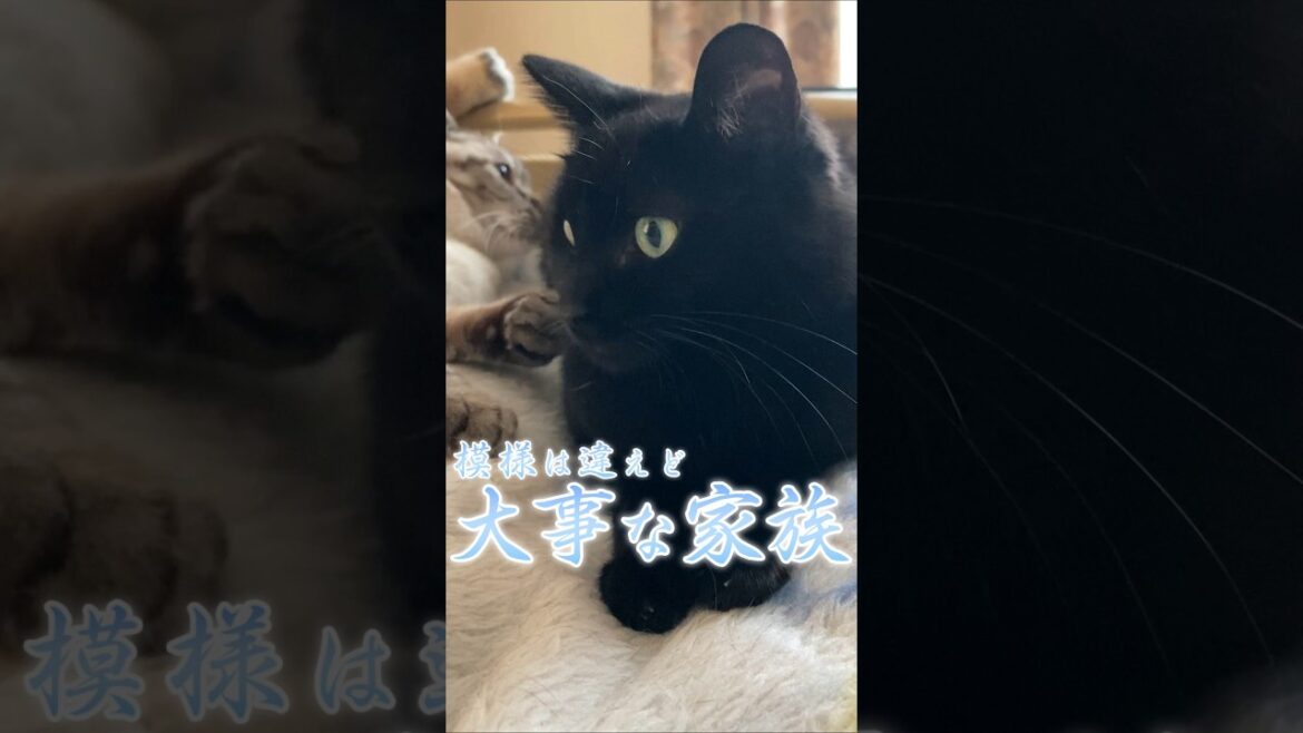 猫嫁は大事な家族