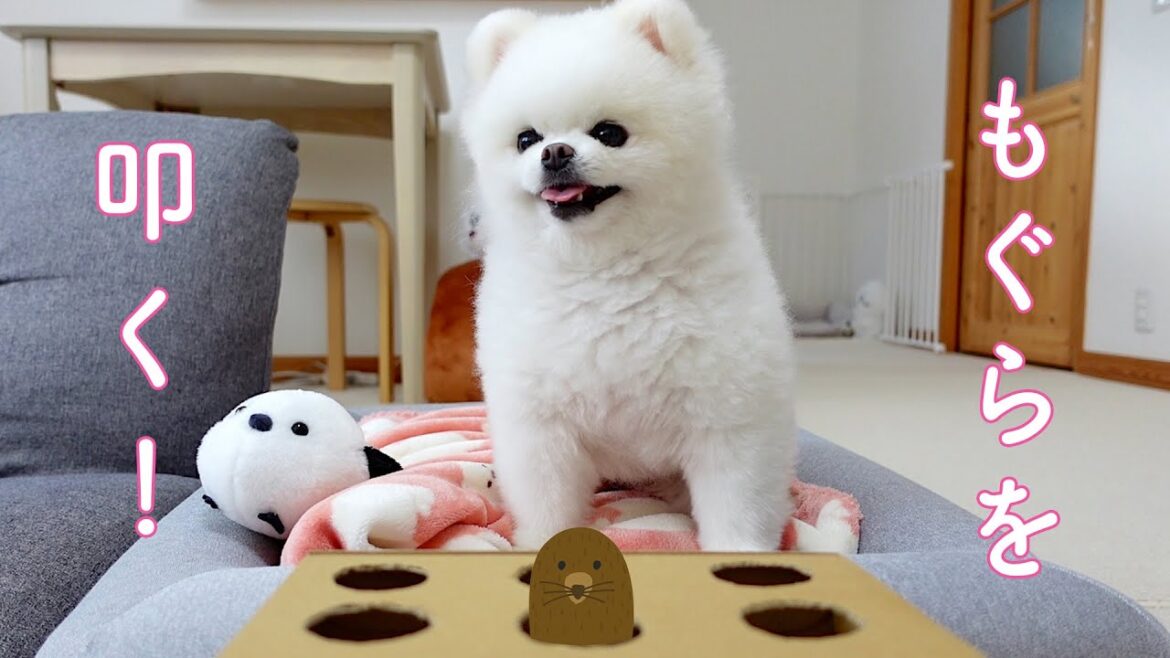 もぐらたたきで遊ぶポメラニアンが可愛い もぐらたたきで遊ぶポメラニアンが可愛い