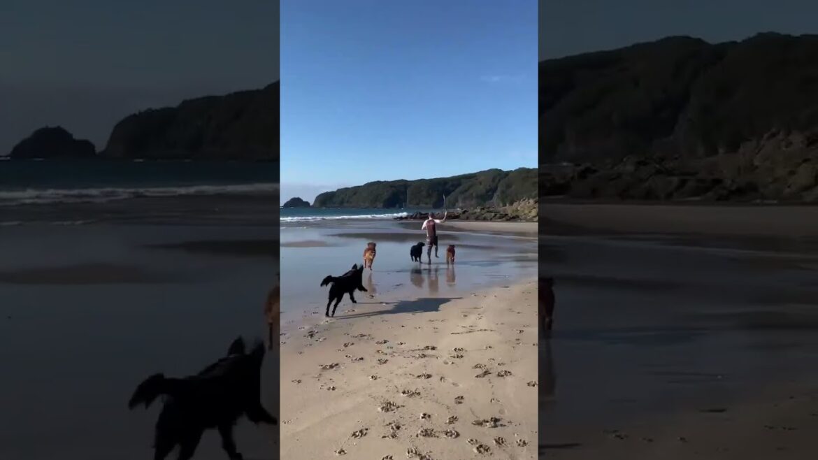 棒を持って走るとこうなります#flatcoatedretriever #フラットコーテッドレトリバー #走る犬