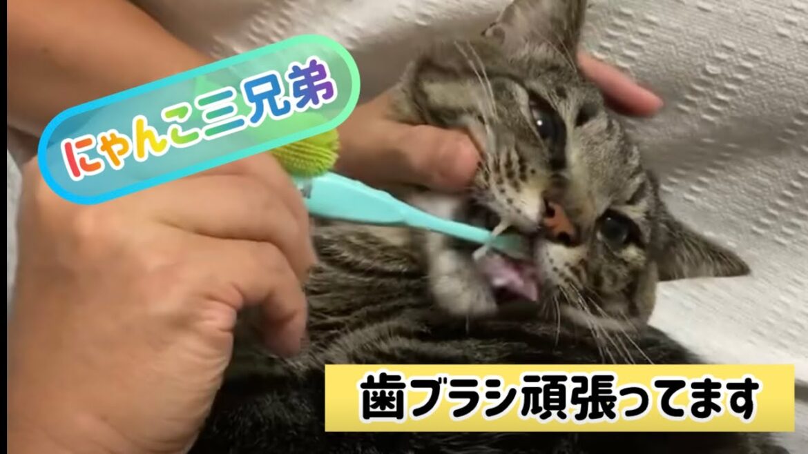 【狆とミニチュアダックスのMIX犬＆保護猫】歯磨きを頑張る日々