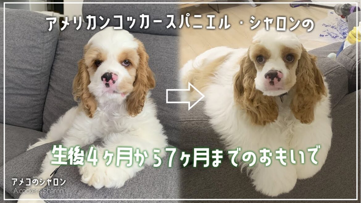 生後4ヶ月から7ヶ月までのおもいで【アメリカンコッカースパニエル】
