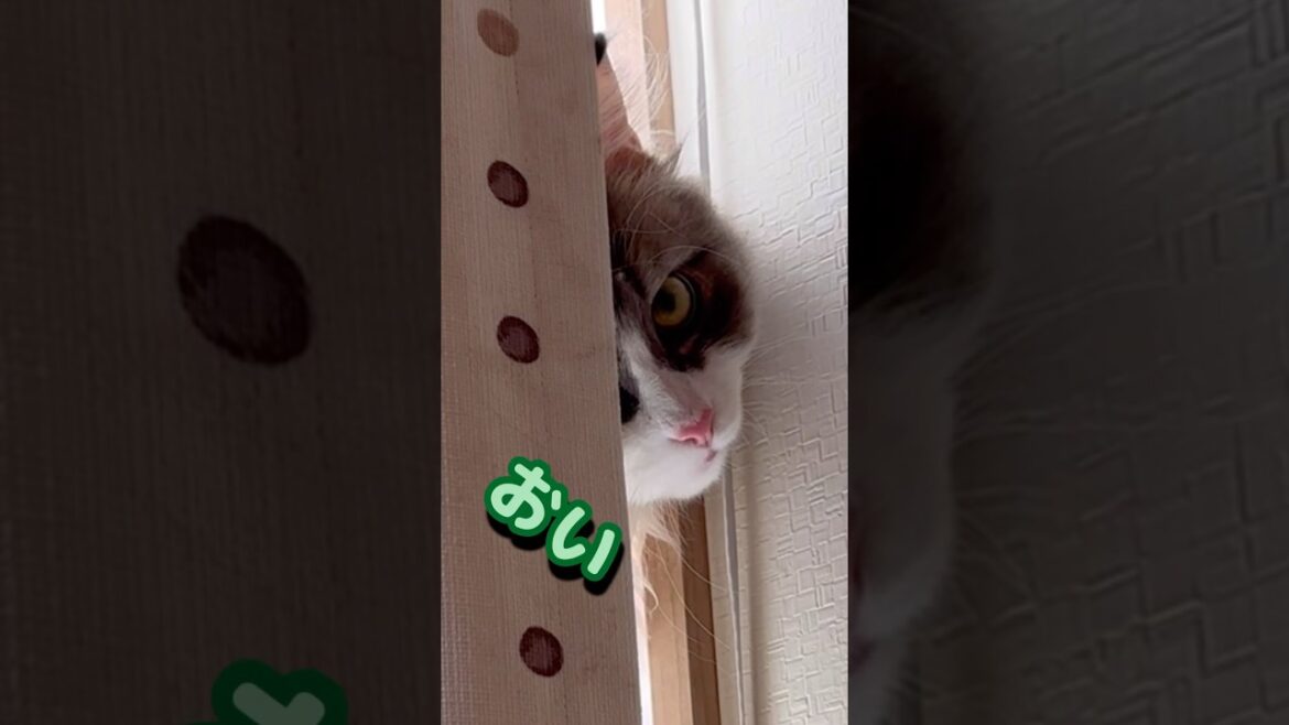 睨む猫　長男風太　もふもふサイベリアン