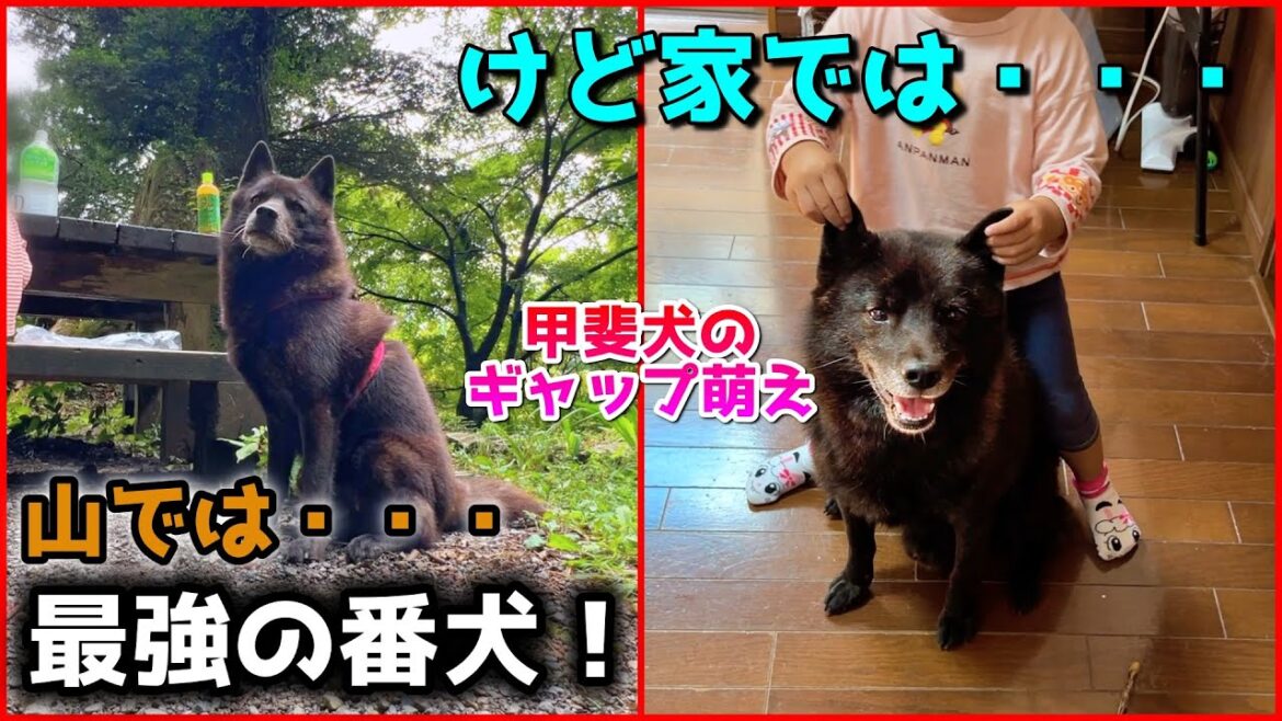 【甲斐犬】山登り中と家の中でのギャップが激しすぎる一休さん、笑