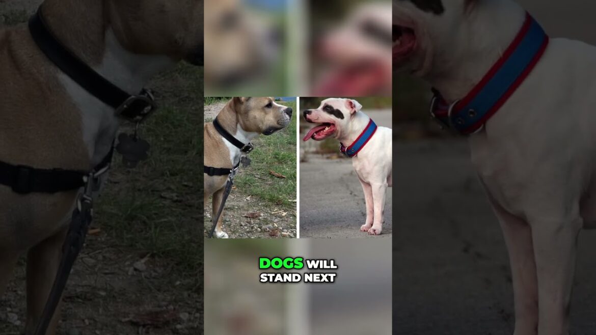 Amstaff vs Staffy - What is the Difference?