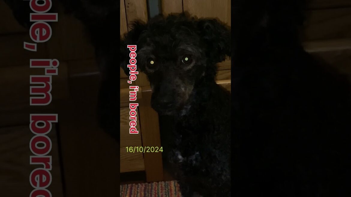 people, i'm bored #shelterdog #rescuepup #cuteanimal #pets #dogrescueshelter