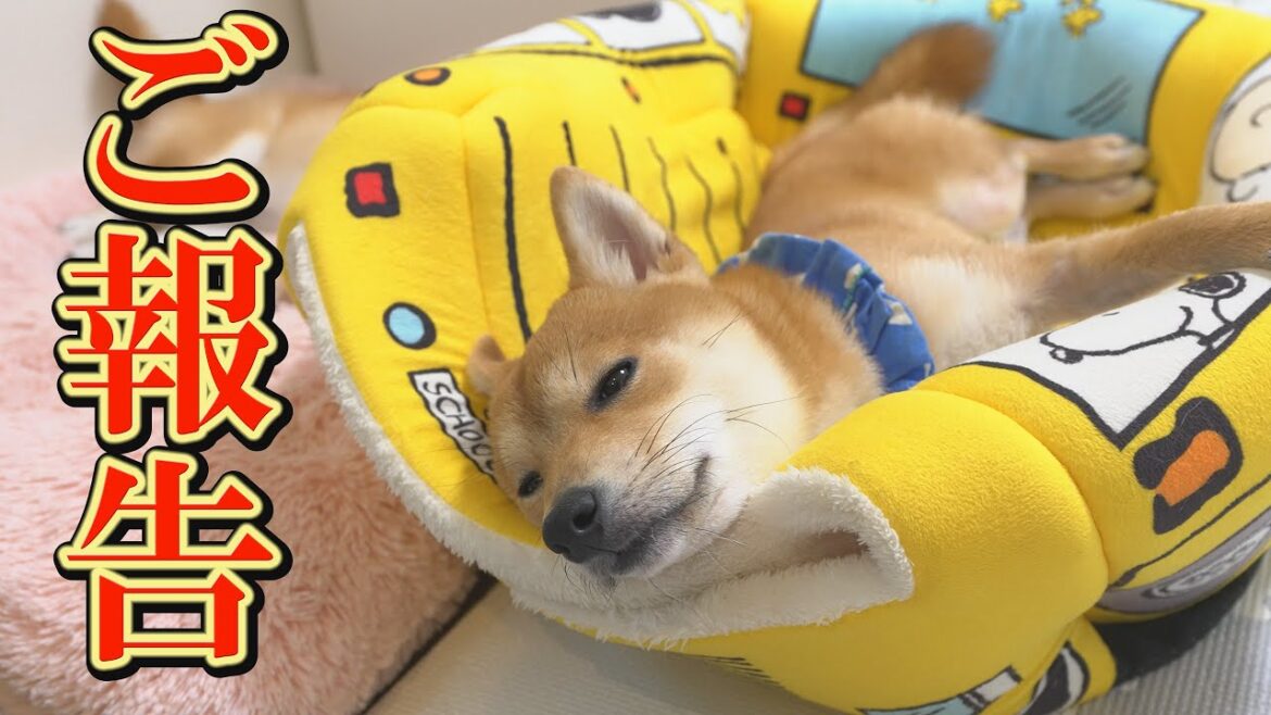 子犬に関して、良い報告と悪い報告があります 子犬に関して、良い報告と悪い報告があります