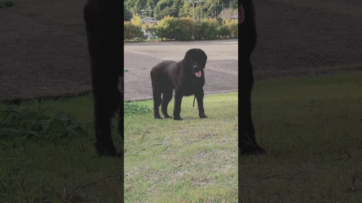 ニューファンドランド ボス君 シャンプー トリミング グレートデン レイク お散歩 超大型犬 大型犬 多頭飼い 渡辺ボス 犬好き 可愛優しい 大きい 犬 黒い犬 もふもふ ふわふわ