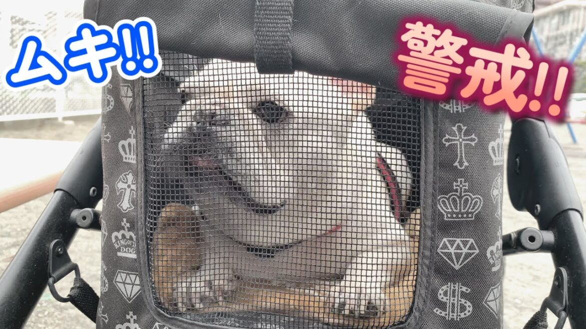 懐かしの公園に訪れて警戒し始める犬が可愛すぎるｗｗｗ【フレンチブルドッグ frenchbulldog】