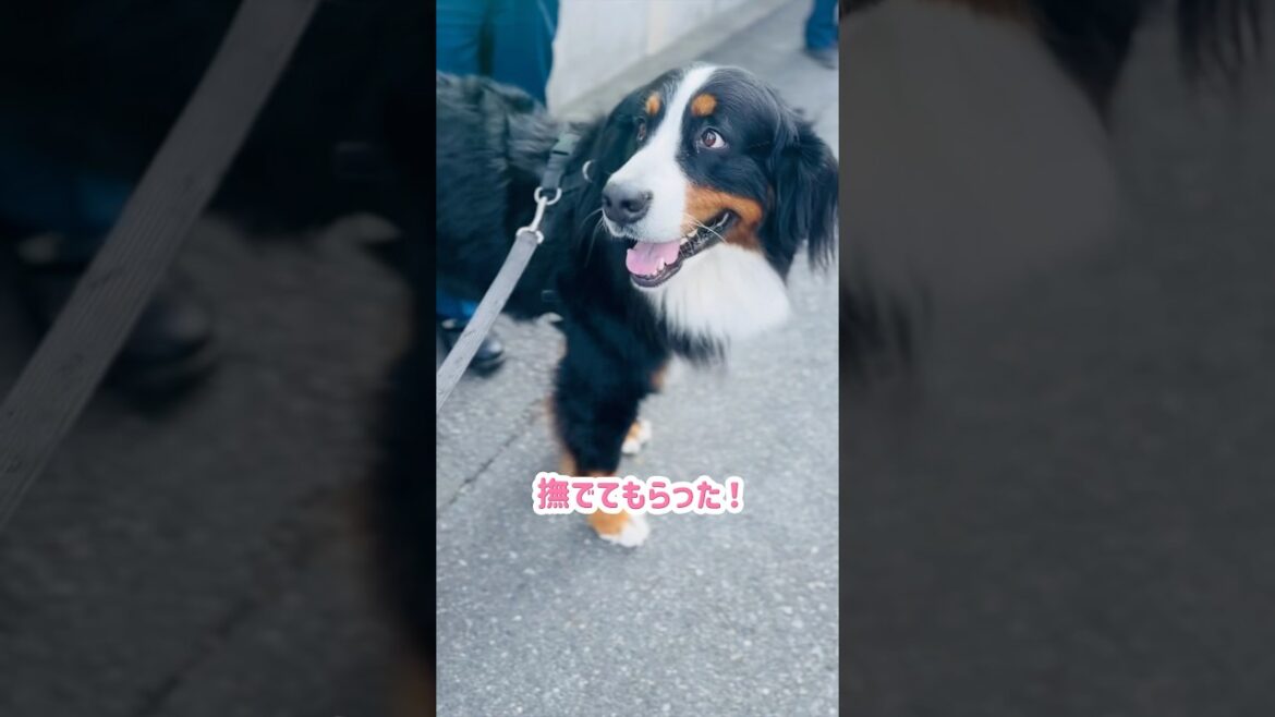 通りがかった建設現場の作業員さんにたくさん可愛がってもらったバーニーズ