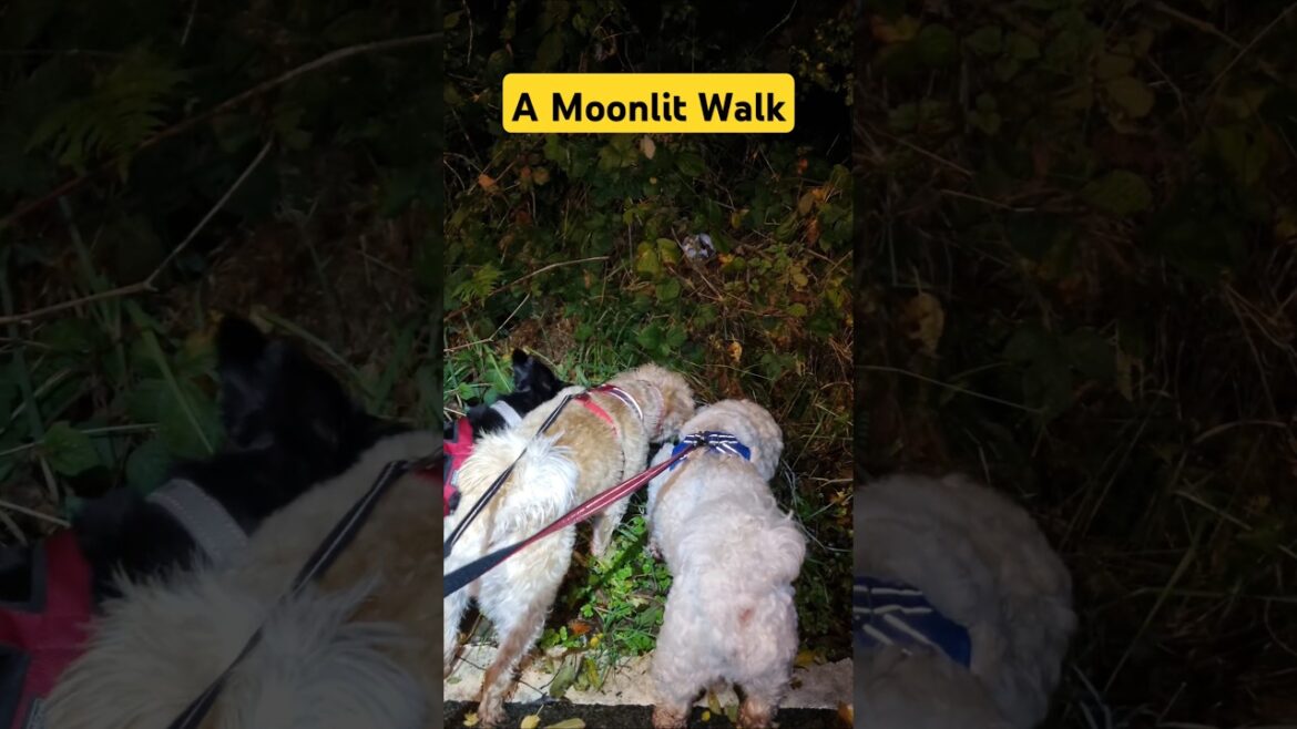 A Moonlit Walk for the Terriers 🌙 😍