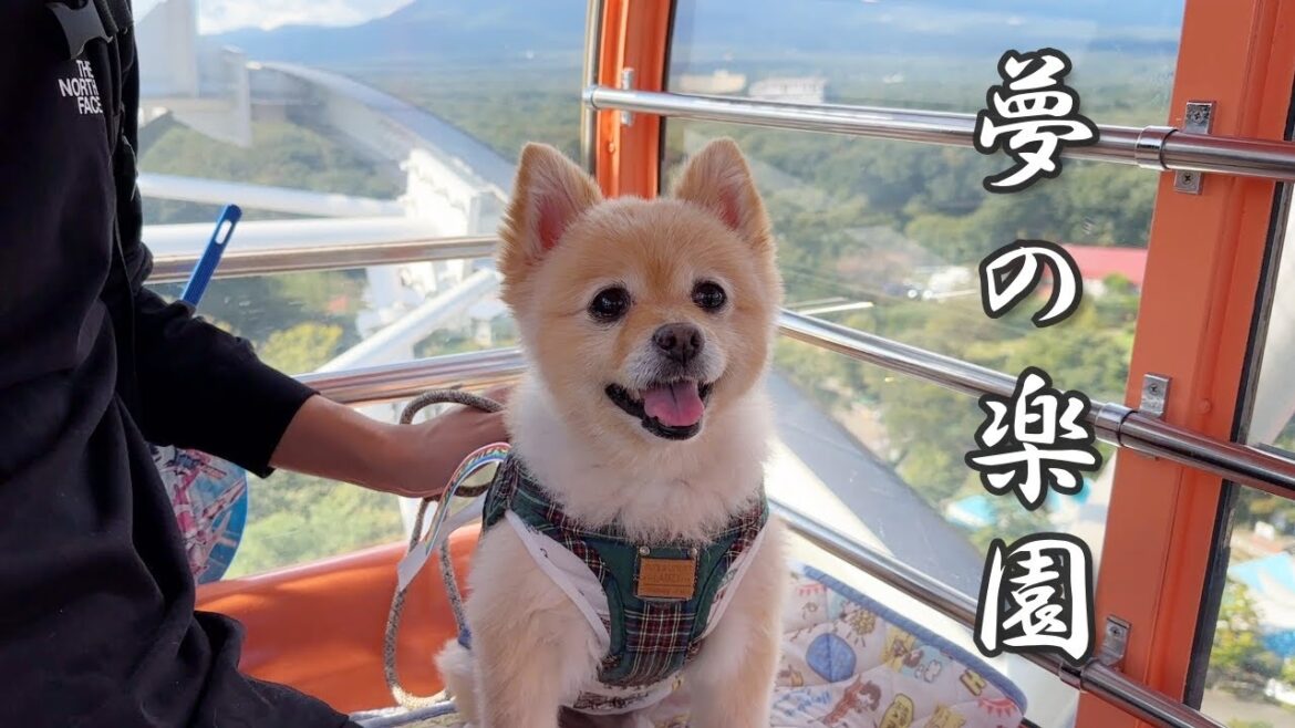 愛犬と一緒に遊べる遊園地＆牧場が楽し過ぎました…笑