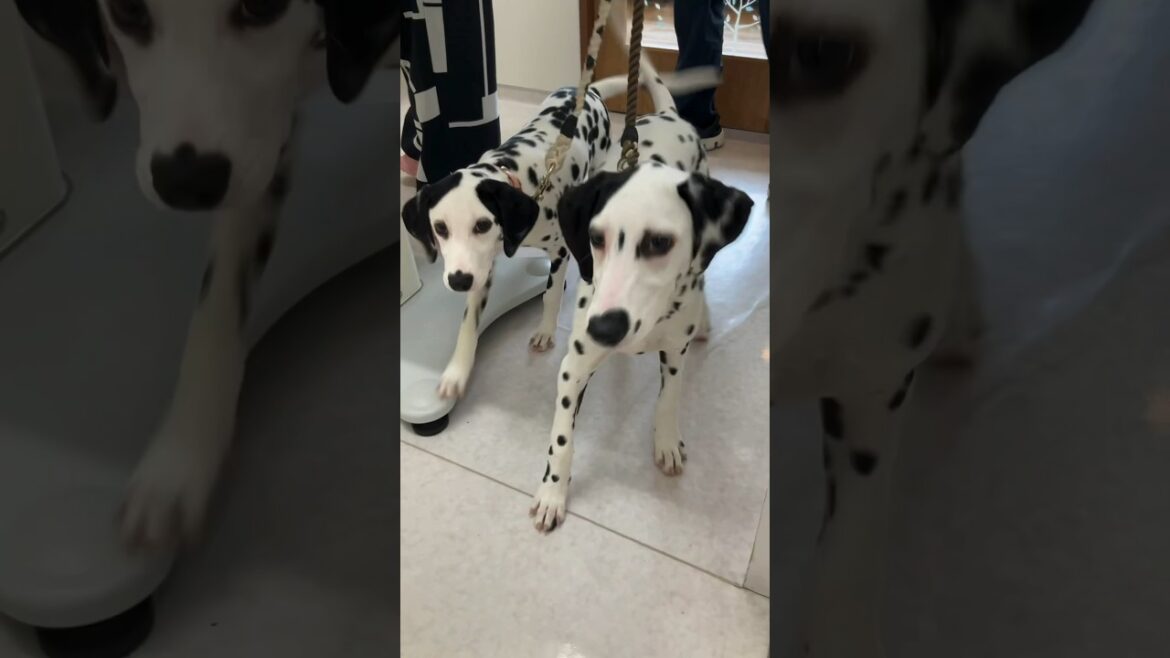 とっても可愛いダルメシアンちゃんたちが診察にきたよ #癒し #動物病院 #dog #ダルメシアン