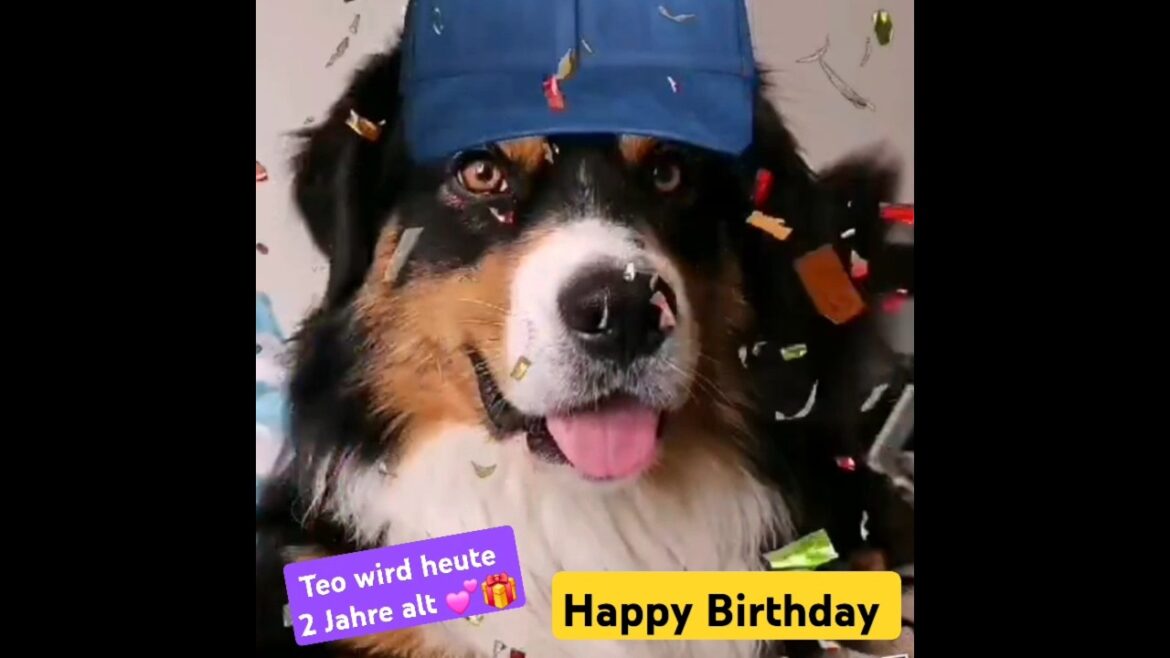 Teo hat heute Geburtstag 🎁💕🐶