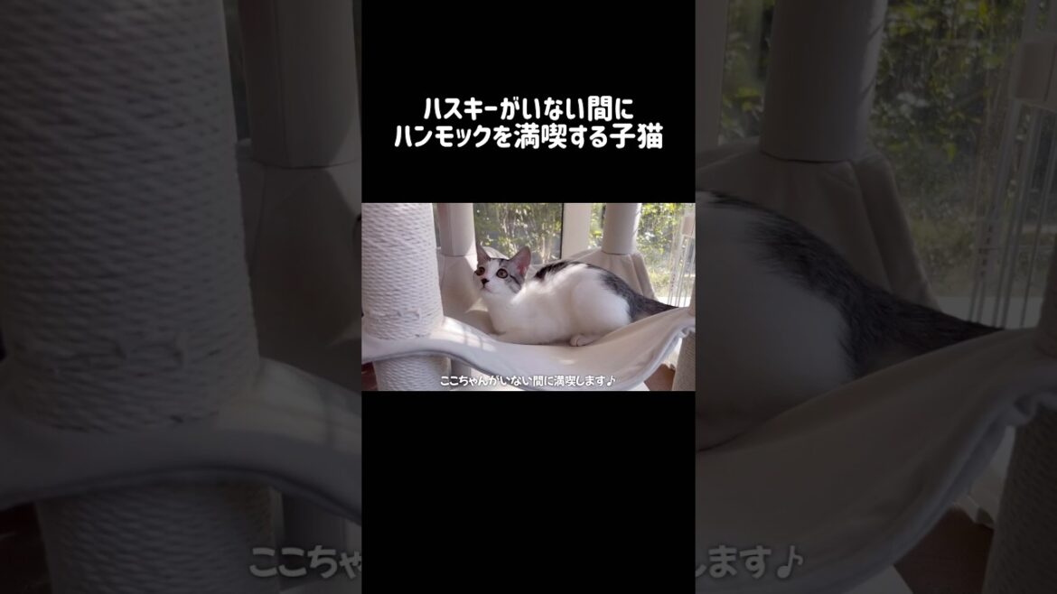 ハスキーがいない間にハンモックを満喫する子猫 #シベリアンハスキー #ハスキー #子猫