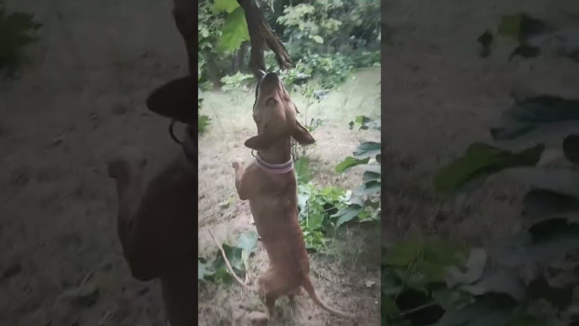 शानदार डॉग ब्रीड - Alisha | Pitbull Terrier | Muscular Pitbull | Quality Pitbull | American Terrier