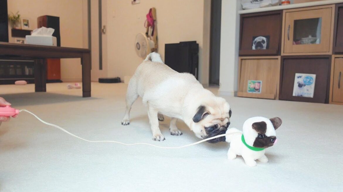 おもちゃのパグのお尻の匂いをへっぴり腰で嗅いでみます。Pugs fearfully try to sniff the buttocks of their toy pugs.【パグ、pug】