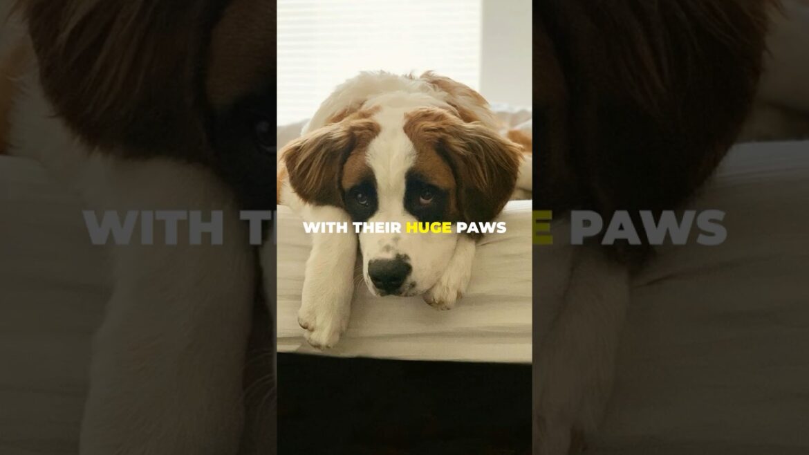 Saint Bernard , Gentle Giant With a heart of Gold. #shorts  #dogs #petlovers