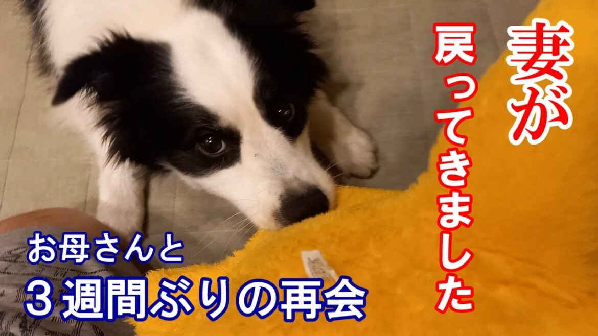 妻が戻ってきました　3週間ぶりにお母さんに会ったボーダーコリー