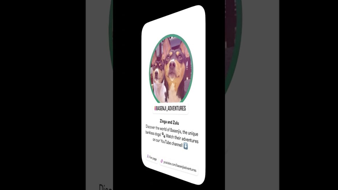 Did you know we have an Instagram account? ￼#Basenji #DogLovers #CuteDogs #barkless #dogs