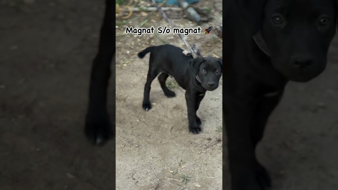 शानदार डॉग ब्रीड - Magnat | Pitbull Terrier | Muscular Pitbull | Quality Pitbull | American Terrier