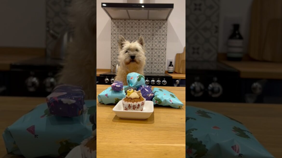 Cairn terrier gets caked! Cairn terrier gets caked!