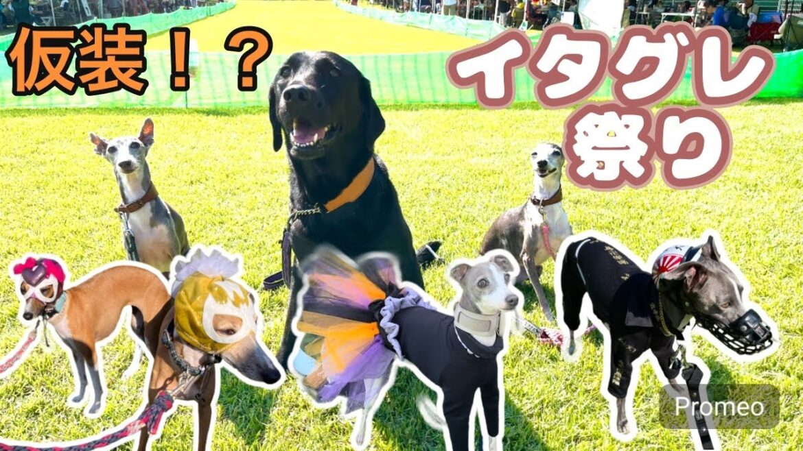 【海おさ】ハロウィンだ!秋のイタグレ祭りに参加!! 【海おさ】ハロウィンだ!秋のイタグレ祭りに参加!!