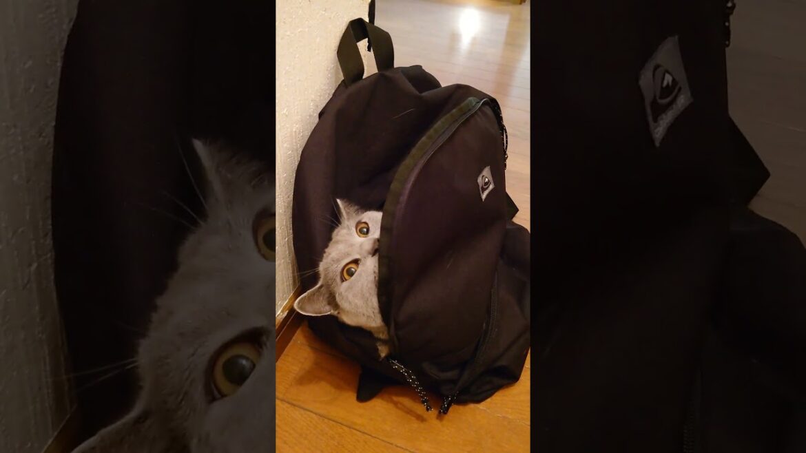 【猫動画】お出かけ準備万端な猫 #shorts #猫 #ネコ #シャルトリュー  #cat  #ねこ