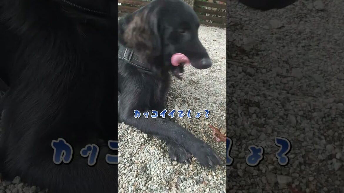 ３歳男子フラットコーデットレトリーバー#フラットコーテッドレトリバー#大型犬#shorts#おもしろい犬