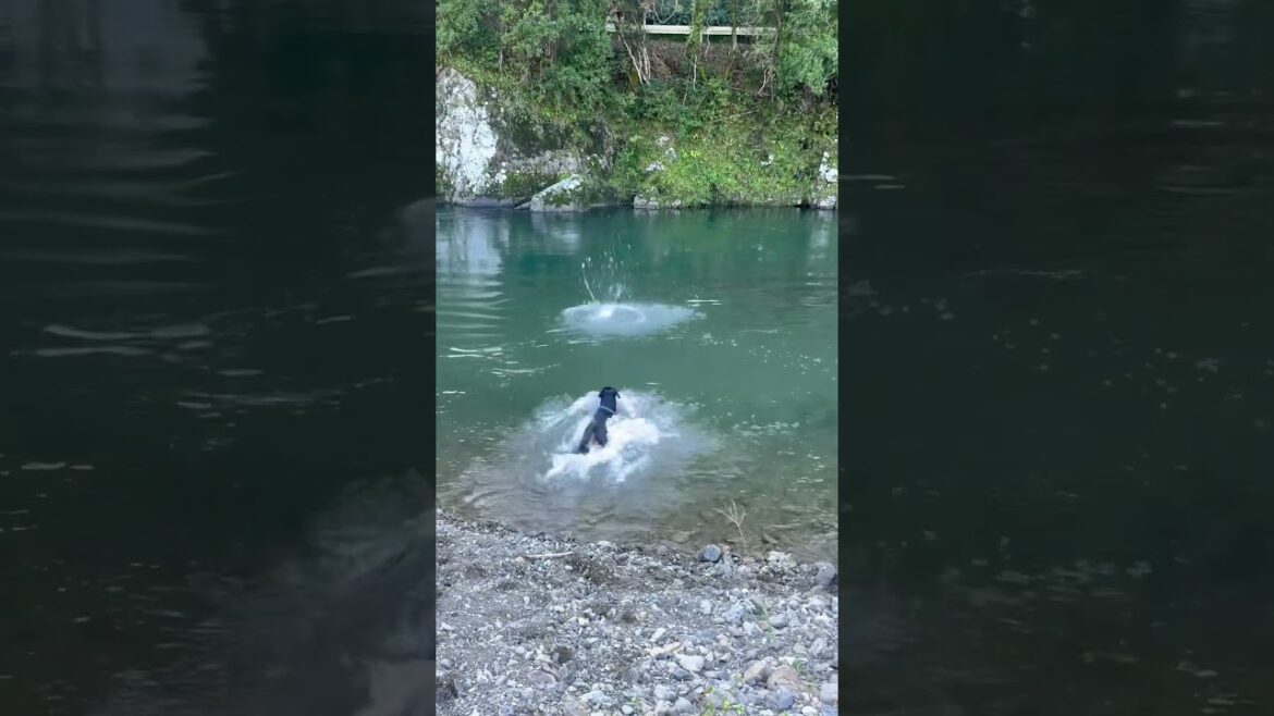 ワイマラナー&ロットワイラー兄妹。いつもの川散歩。【レトリーブ出来るはずない石放って運動】