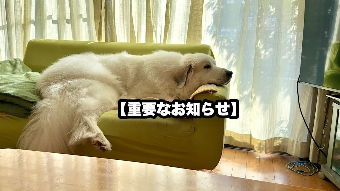 愛犬ドレミに関する重要なお知らせ 愛犬ドレミに関する重要なお知らせ