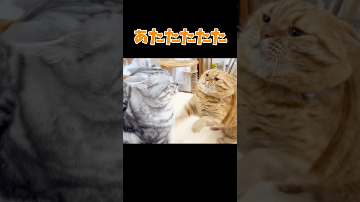 怖いと思っていた娘が実は... #猫 #マンチカン #shorts