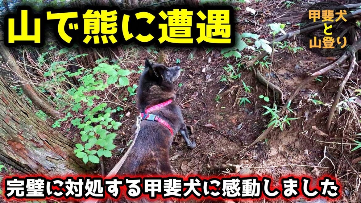 山登りで熊に遭遇！甲斐犬の対処方法が完璧すぎて感動しました【甲斐犬と登山：御岳山編　第４話】