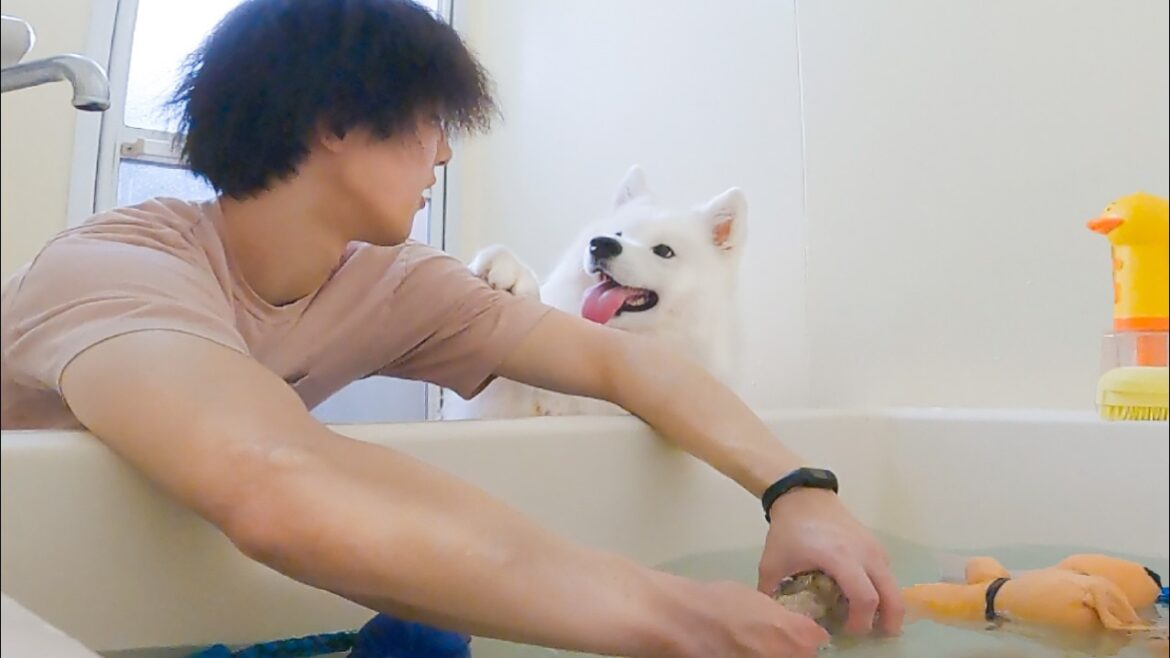 大切なおもちゃ達を洗濯されて納得がいかない犬の様子がかわいすぎました…