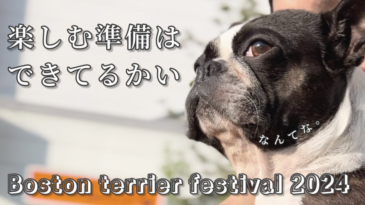 ボストンテリアフェスティバル2024出店のきいろ堂です/楽しみましょう/ボステリ