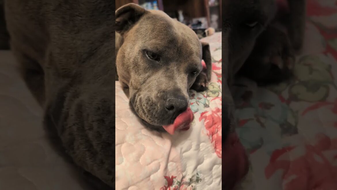 #staffordshire Puppy Missed Mr Teddy our Cat 💗#staffie #dogcat