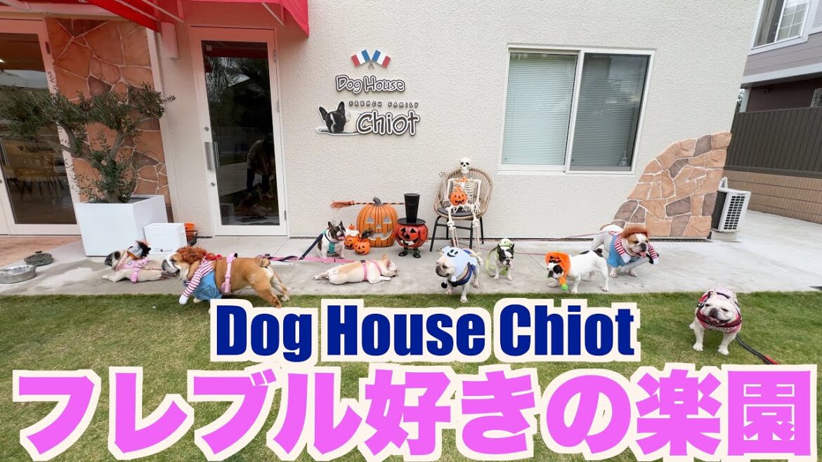 フレブル好きの楽園　【 フレンチブルドッグ french_bulldog 】 House Chiot