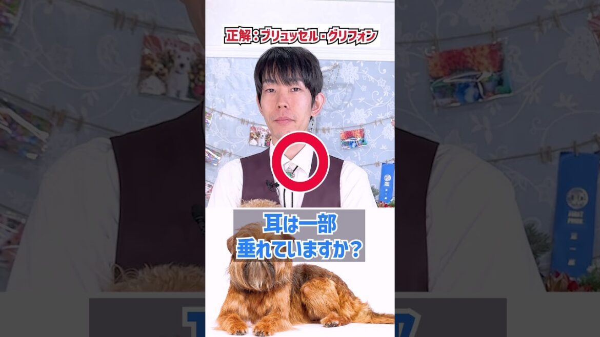 【#わんこアキネーター】アキネーターチャレンジ【ブリュッセル・グリフォン編】プロドッグトレーナーなら犬種当てられるはず！#dogshorts #dogtraining #犬のいる暮らし