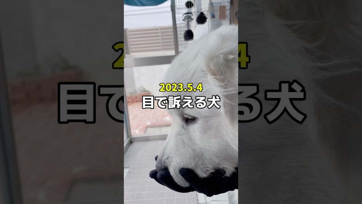 👧なっちゃんアフレコ日記🐻‍❄️一歳　　　　#グレートピレニーズ #greatpyrenees #癒し動画