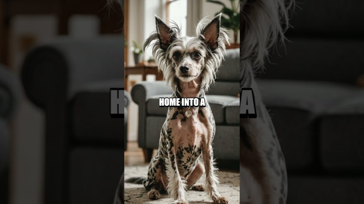 The Sneaky Shenanigans of the Chinese Crested