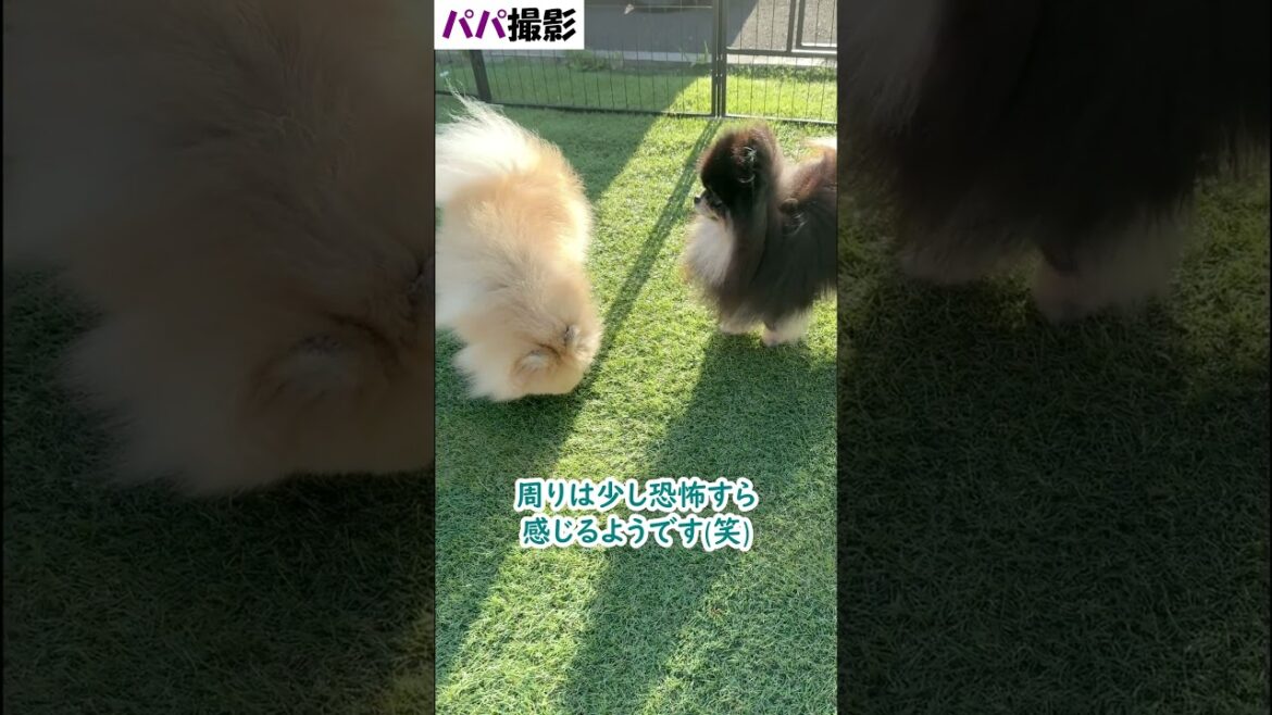 8歳の姉ポメラニアンが本気になると女帝と化します≪#847 ≫ 8歳の姉ポメラニアンが本気になると女帝と化します≪#847 ≫