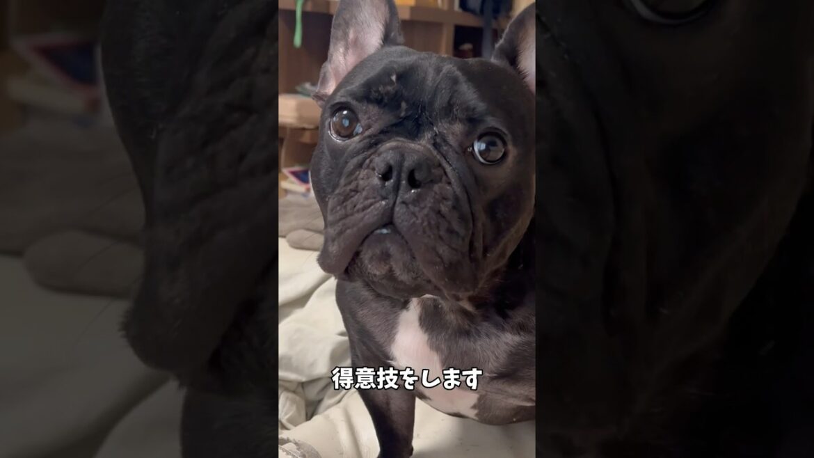 【今朝の凛さん】得意技をします✨ #フレンチブルドッグ #frenchbulldog #frenchbulldoglife #frenchie #shorts