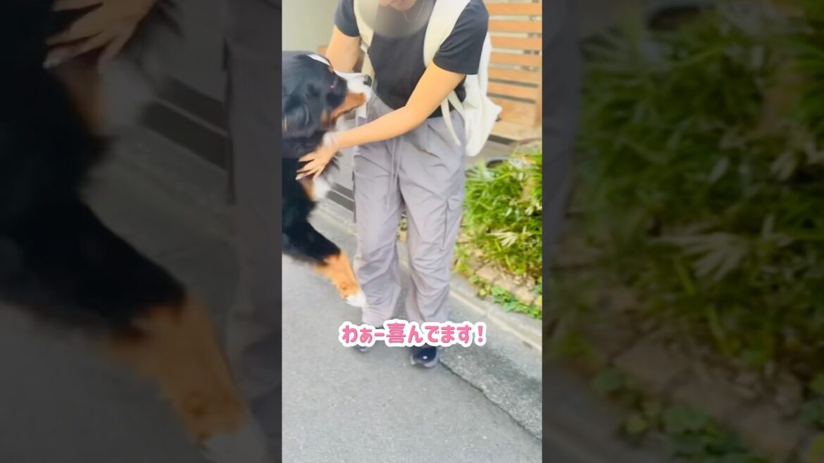 大好きなお姉さんにバッタリ！喜び全開のバーニーズ