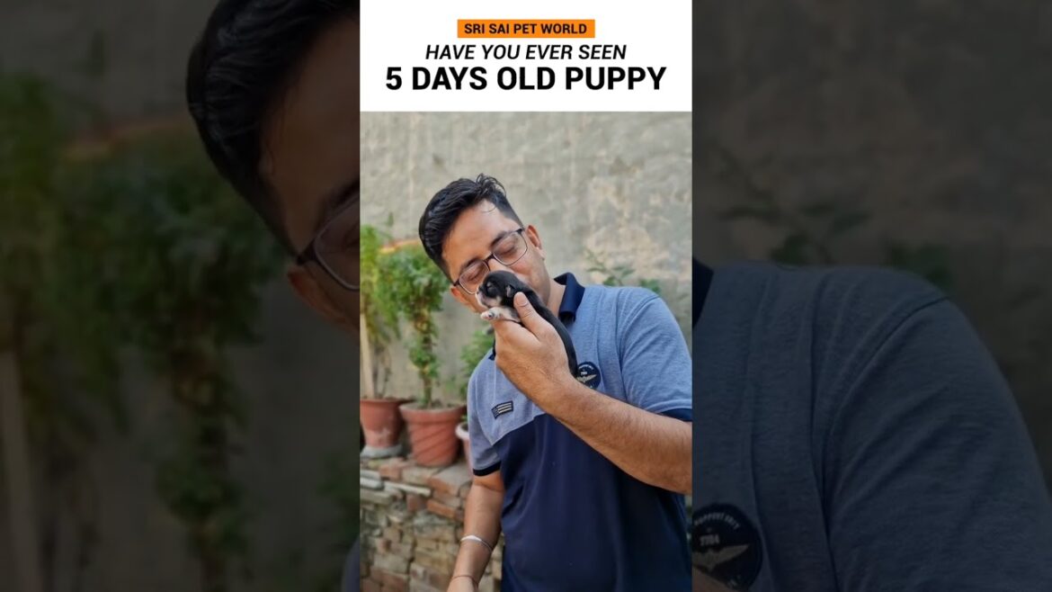 Have you ever seen 5 days old puppy#lhasaapso #dogsofinstagram #dog #lhasa #shorts