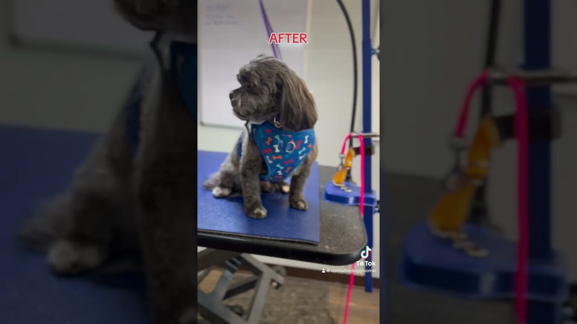 Griff-Brussels Griffon Mix🥰(before & after)Subscribe for grooming videos. #donnathedoggroomer