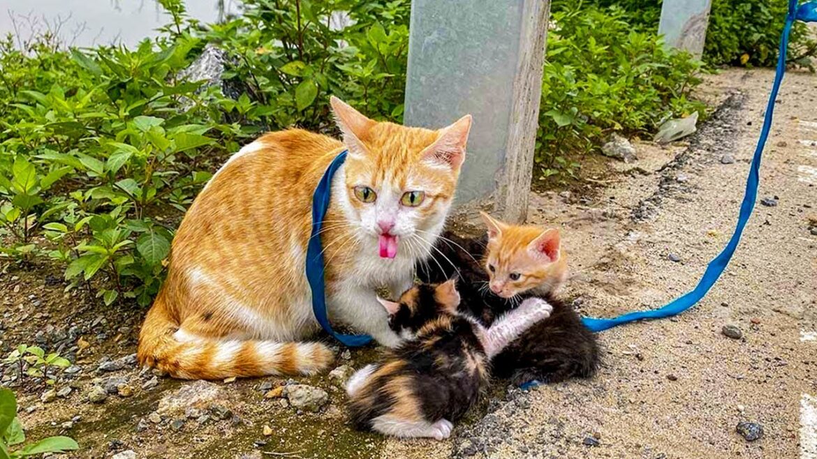 容赦なく高速道路に捨てられた猫一家。ロープで柱に縛り付けられ、生への渇望と助けを求める瞳に心痛む【感動】