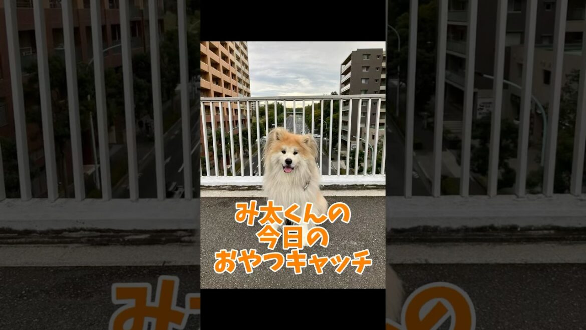み太くんの今日のおやつキャッチvol.19 #秋田犬 #akitainu #shorts